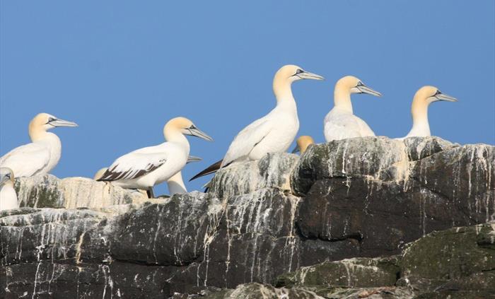 Gannets at Grassholm